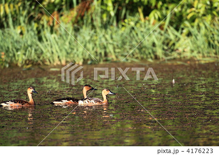 リュウキュウガモ 4176223