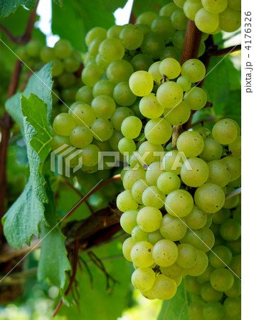 葡萄 4176326