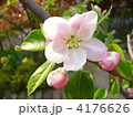 りんごの花 4176626