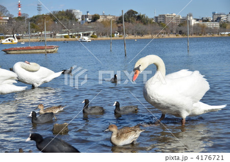 千波湖の水鳥たち 4176721