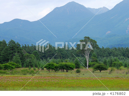 ホザキシモツケ群生 ホザキシモツケ群生 4176802