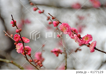 八重寒紅 八重寒紅 4177129