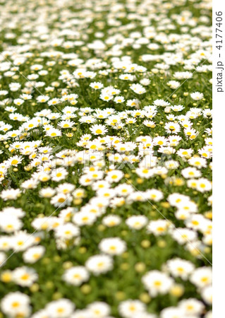 ノースポール　クリサンセマム 4177406