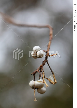 ナンキンハゼの実 ナンキンハゼの実 4177551