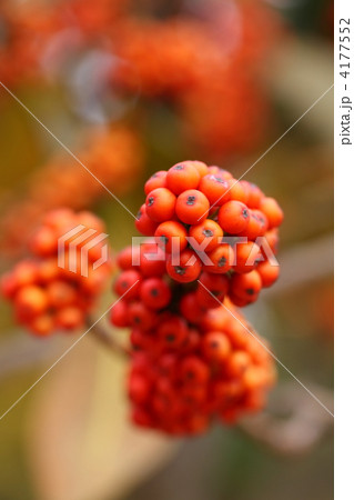 タラヨウの実 タラヨウの実 4177552