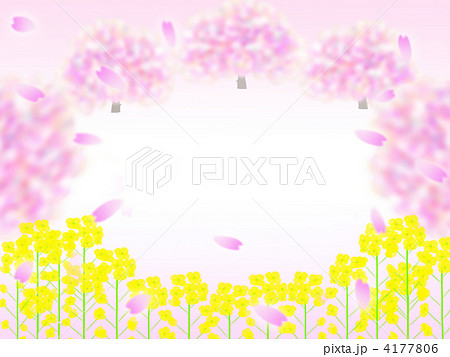 菜の花畑 暖かい 早春のイラスト素材