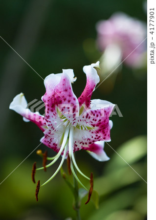 アカカノコユリ アカカノコユリ 4177901