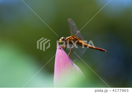 ナツアカネとハスのつぼみ 4177903