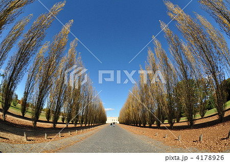 プチトリアノン　並木道 4178926