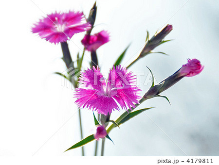 なでしこ 4179811