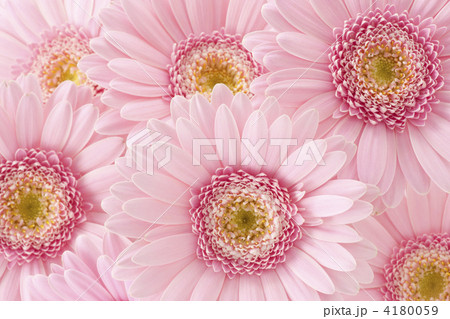 たくさんのガーベラ 4180059