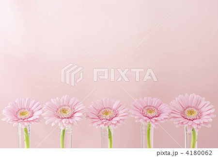 並んだガーベラ 4180062