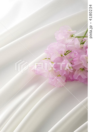 スイートピーとサテンドレープ 4180234