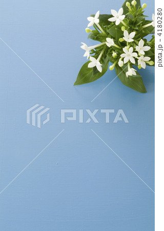 ブバリアと青色背景 4180280