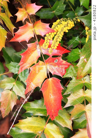 冬咲くチャリティー 4180822