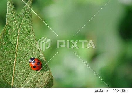 七星天道 七星天道 4180862