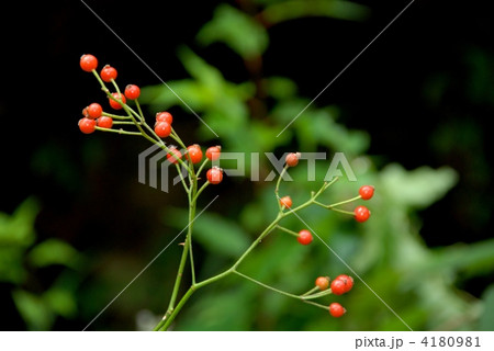 ノイバラ果実 4180981