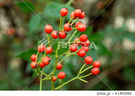 ノイバラ果実 4180986