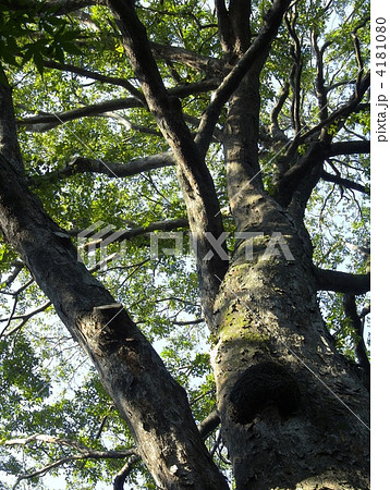 ムクノキの木漏れ日 ムクノキの木漏れ日 4181080