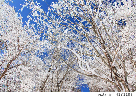 雪の華 4181183