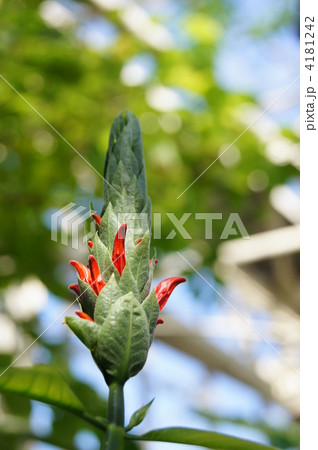 紅サンゴ花のつぼみの写真素材