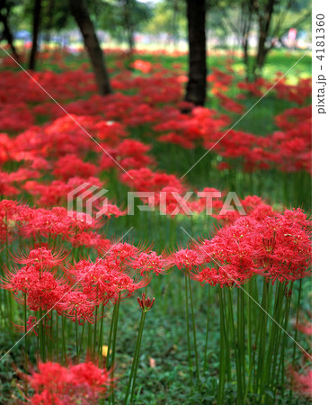 巾着田の彼岸花 4181360
