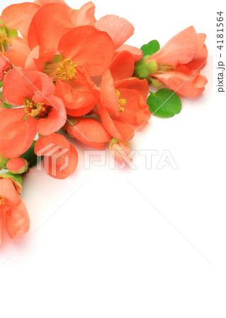 木瓜の花 4181564