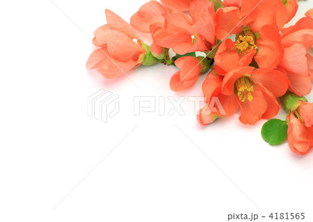 木瓜の花 4181565