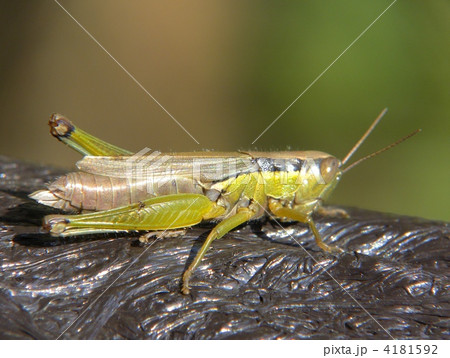コバネイナゴ 4181592