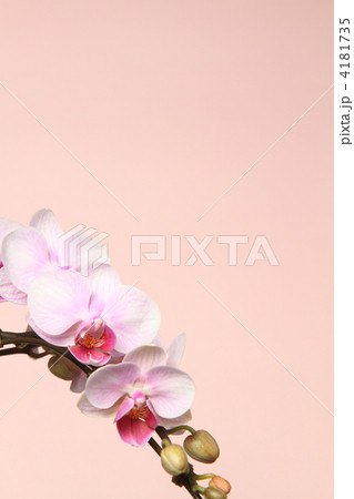 胡蝶蘭 胡蝶蘭 4181735