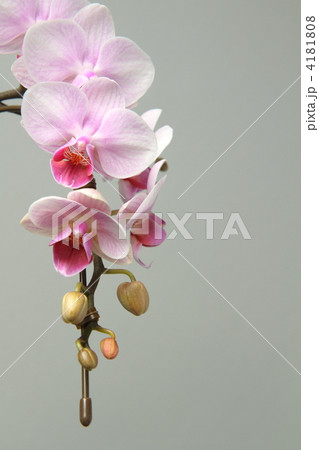 胡蝶蘭 胡蝶蘭 4181808