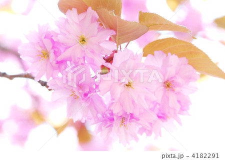 桜 桜 4182291