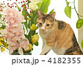 花と猫 4182355