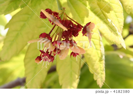 カエデの花と実 4182380