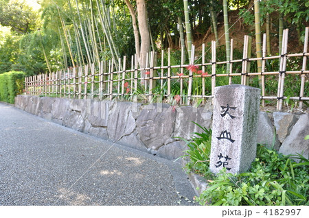 丈山苑の竹林 4182997