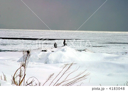 流氷とオオワシ 流氷とオオワシ 4183048