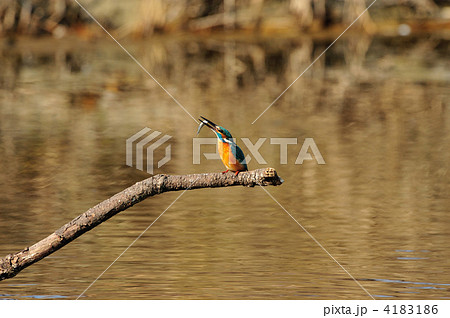 カワセミ 4183186