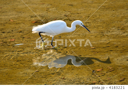 シラサギ 4183221