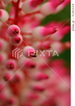 ポルテア・アラティセパラ 4183334