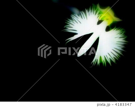 まるで白鷺の飛翔のようなサギソウの花 4183347