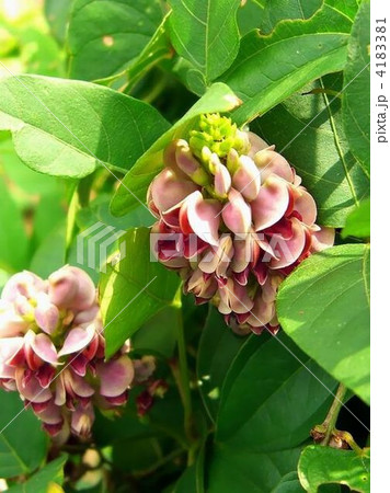 葛の花に似ています美味しいアメリカホドイモの花 葛の花に似ています美味しいアメリカホドイモの花 4183381