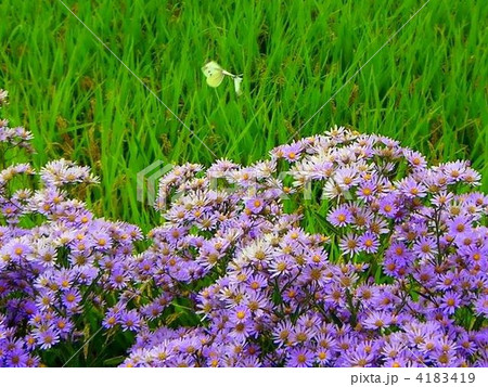 シオンとモンシロチョウ 4183419