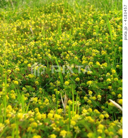 野辺は春満開のコメツブツメクサの花 野辺は春満開のコメツブツメクサの花 4183457