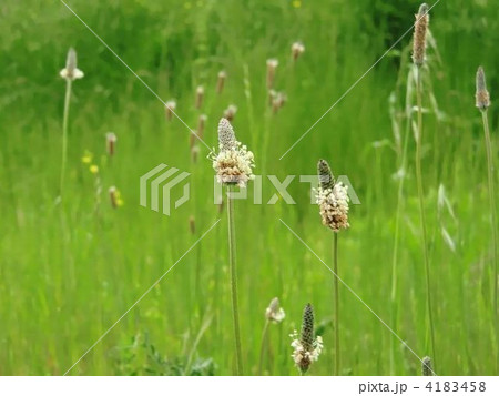 ヘラオオバコの花 ヘラオオバコの花 4183458