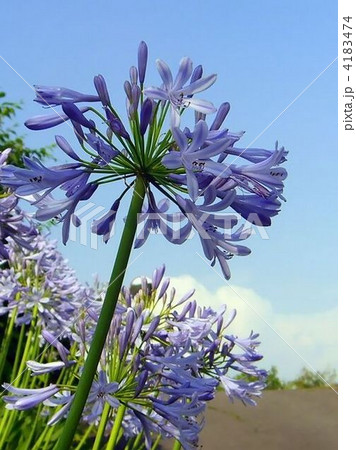 とっても爽やかなアガパンサスの花 4183474