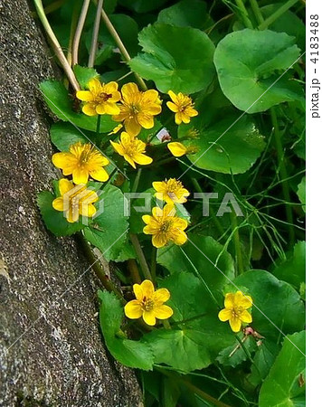 ほんとに縁起の良い山野草の立金花の花の写真素材 414