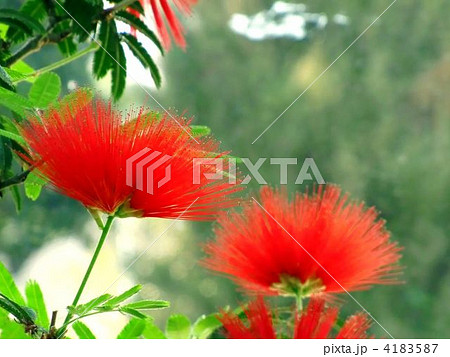可愛いヒネムの花 可愛いヒネムの花 4183587