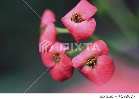 ハナキリン 4183677