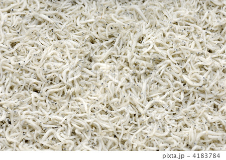 シラス しらす干し 食べ物の写真素材