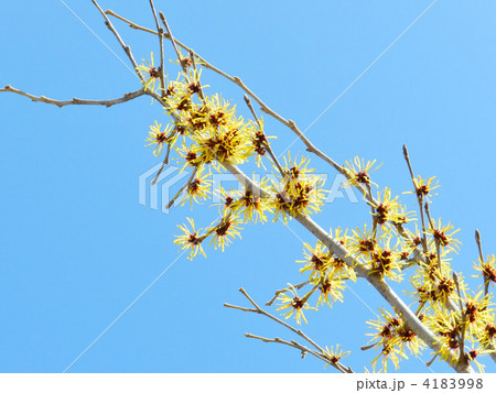 マンサク（満作） 4183998